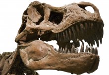 Timing of asteroid final straw that wiped out weakened dinos
