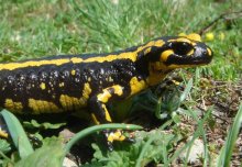 European salamanders and newts vulnerable to fungal disease from Asia