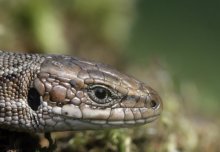Homeless lizards get a new lease of life on Silwood Park Campus