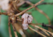 New &pound;4.5m project aims to use bacteria to supply nitrogen to plants