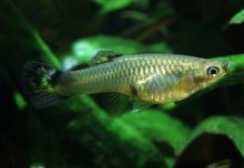 Fish diversity receives a boost when species evolve live births