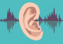 Scientists closer to understanding how the ear perceives speech