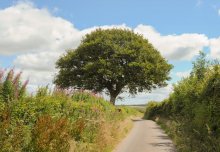 Wildlife in hedgerows suffers when next to roads or pavements