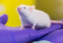 Animal research annual report launched by Imperial