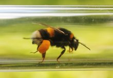 Impact of pesticide on bumblebees revealed by taking experiments into the field