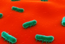Bacteria 'alarm clock' may cause repeat infections in patients