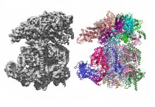 Imperial to lead new &pound;3m London consortium for structural biology