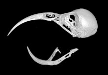 3D scans reveal flexible skull patterns are key to island bird diversity