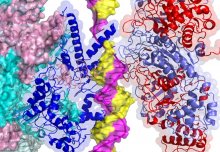 First-ever look at DNA opening reveals initial stage of reading the genetic code