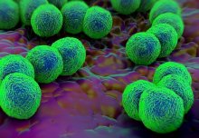 Reviving old drugs could help to stem the rise of drug-resistant gonorrhoea