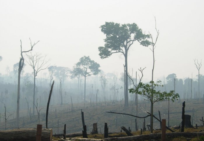 Burnt Forest, Novo Progresso, PA Alexander C Lees