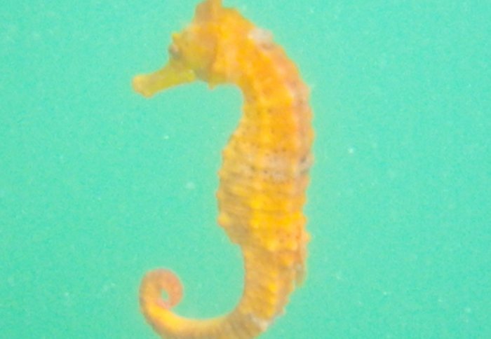 West African seahorse