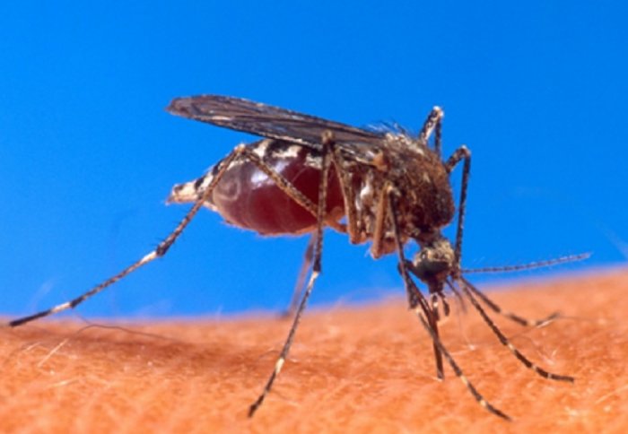 Aedes aegypti mosquito biting a human