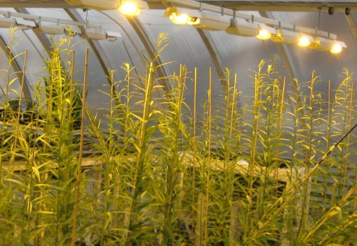 Willows growing in Imperial's Gro-dome facility