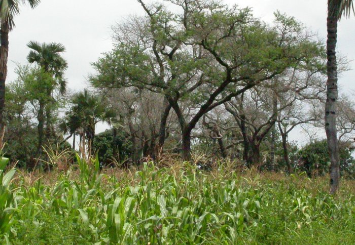 Agroforestry in Burkina Faso with Borassus akeassii and Faidherbia albida (Credit: Marco Schmidt, Wikimedia Commons, CC-BY-SA 2.5)