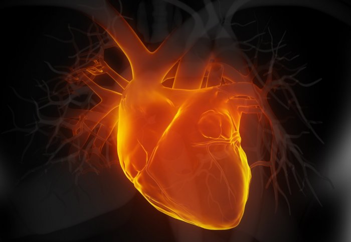 Image of a heart