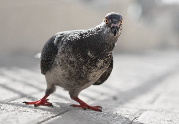 Pigeon