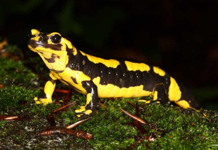 fire salamander