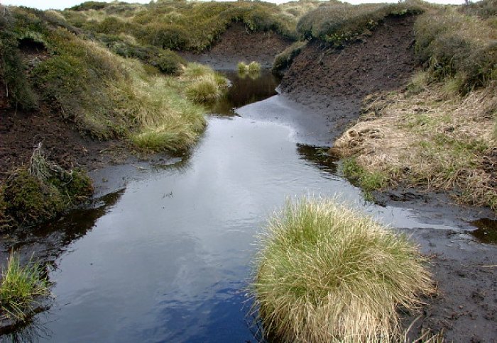 Peat bog