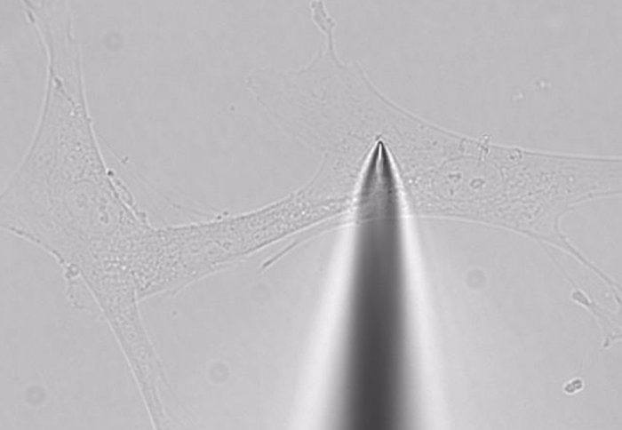 The technique uses a nanopipette to suck out minute volumes of a cell's contents.