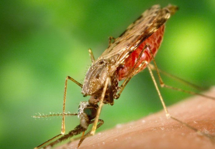 Anopheles gambiae mosquito