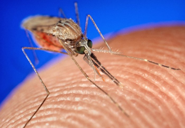 Anopheles gambiae mosquito. Credit: jim Gathany