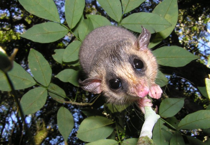 Woolly mouse opossum (Micoureus paraguayanus)
