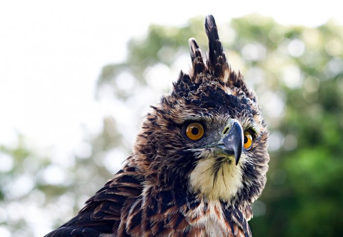 Ornate Hawk-Eagle Spizaetus ornatus