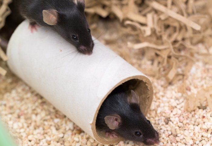 Mice playing with a cardboard tube