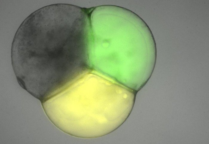 Microscope image of artificial cell compartments