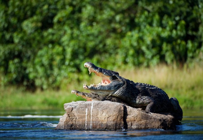 Nile crocodiles