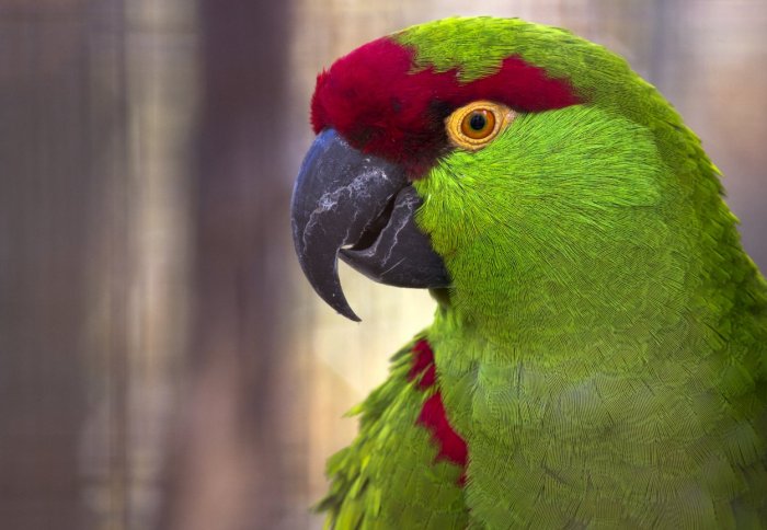 Thick biller parrot