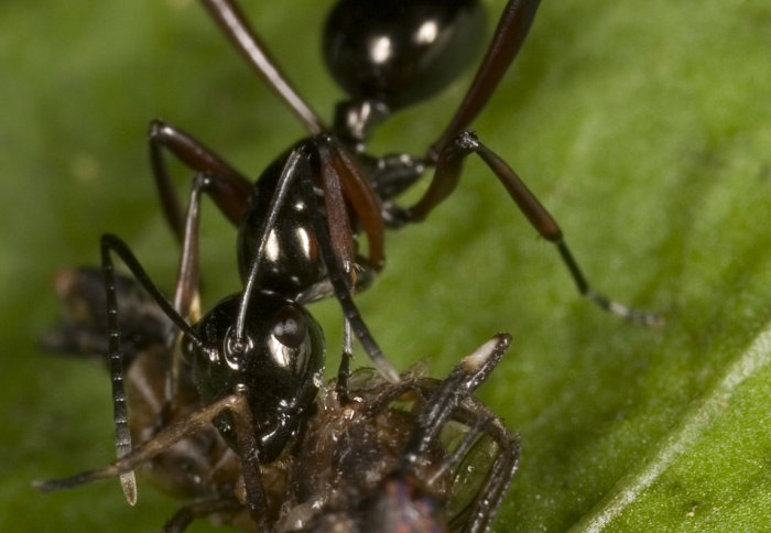 Polyrhachis sp ant forager with prey