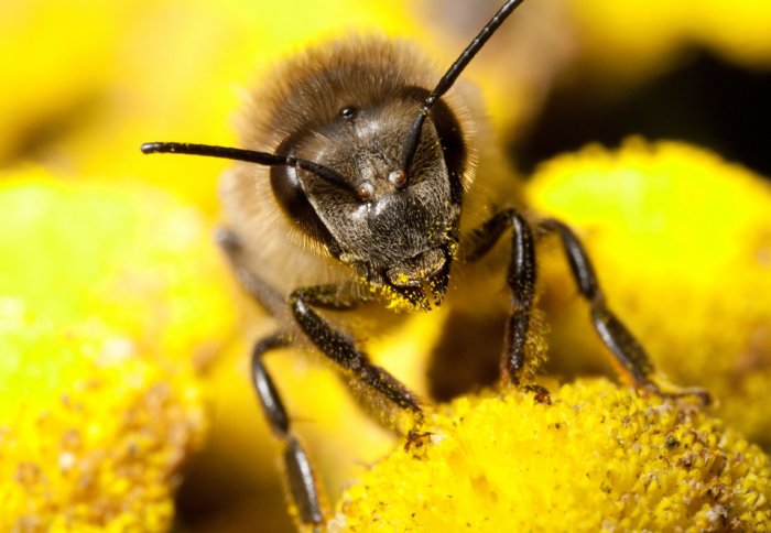 Bee with pollen