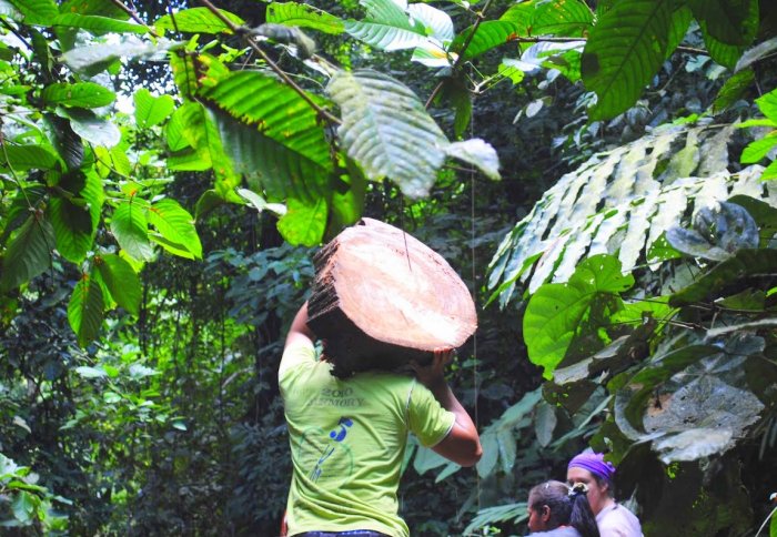 Man carrying stump of tree