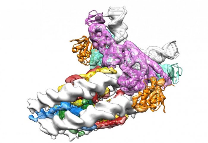 Cryo-electron microscopy structure of a retroviral integrase attacking a human nucleosome.