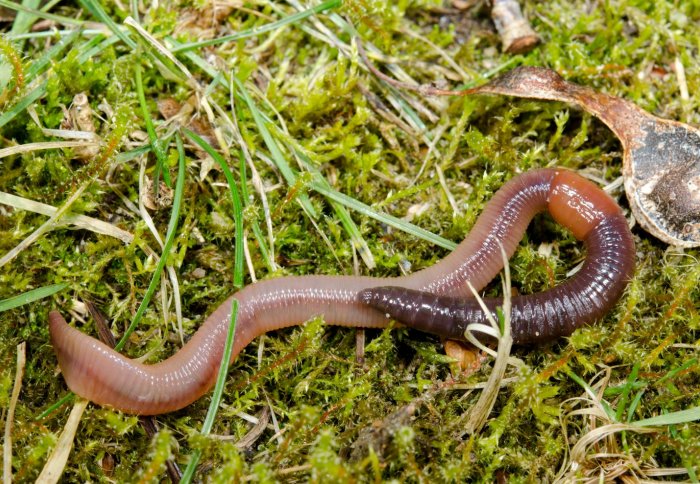 Scientists solve mystery behind earthworm digestion