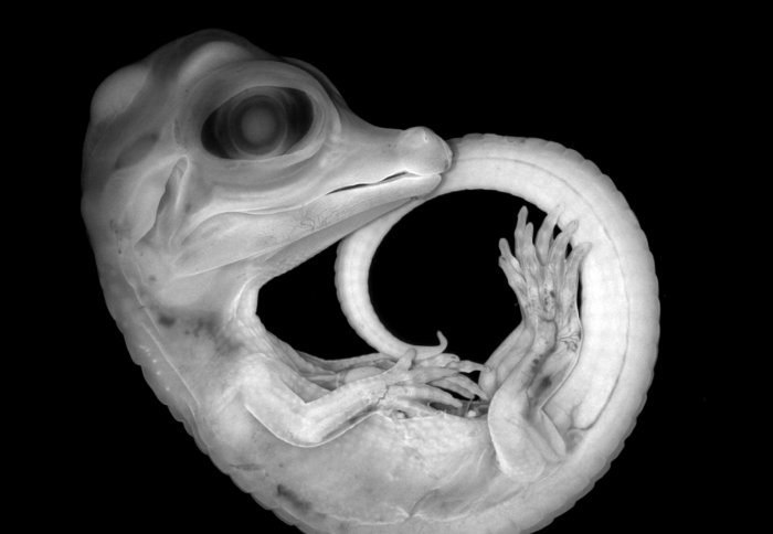 white alligator embryo with snout and tail against black background