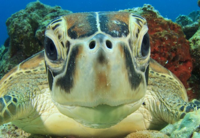 Marine turtles