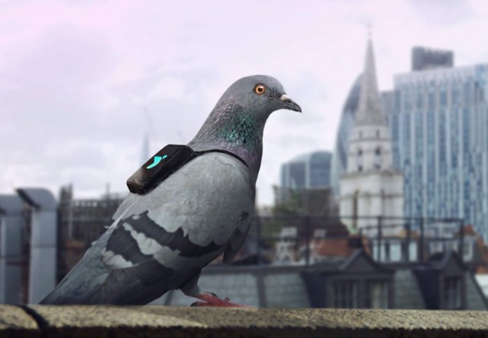 Pigeon with a monitor on back