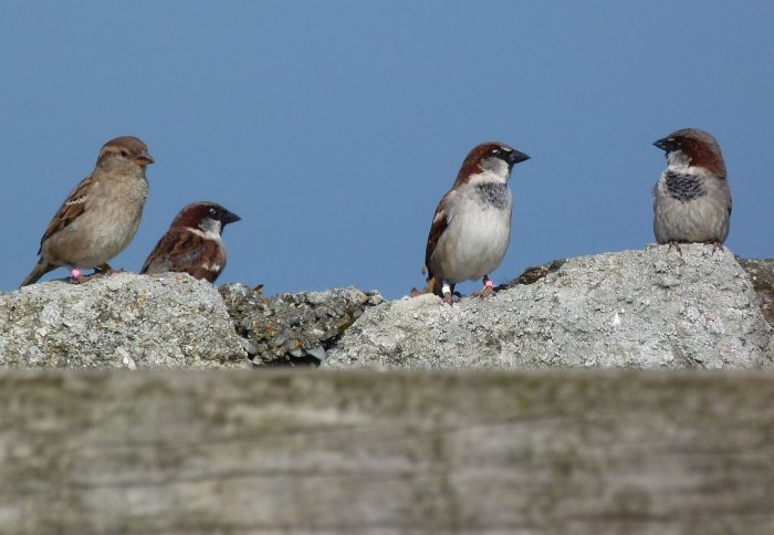 Sparrows in a row