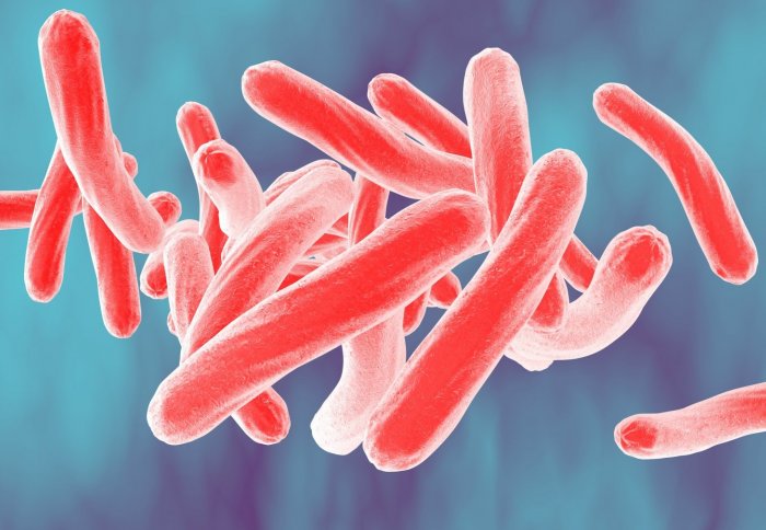 Three-dimensional drawing of Mycobacterium tuberculosis