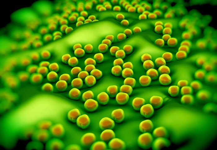 Methicillin-Resistant Staphylococcus aureus (MRSA)