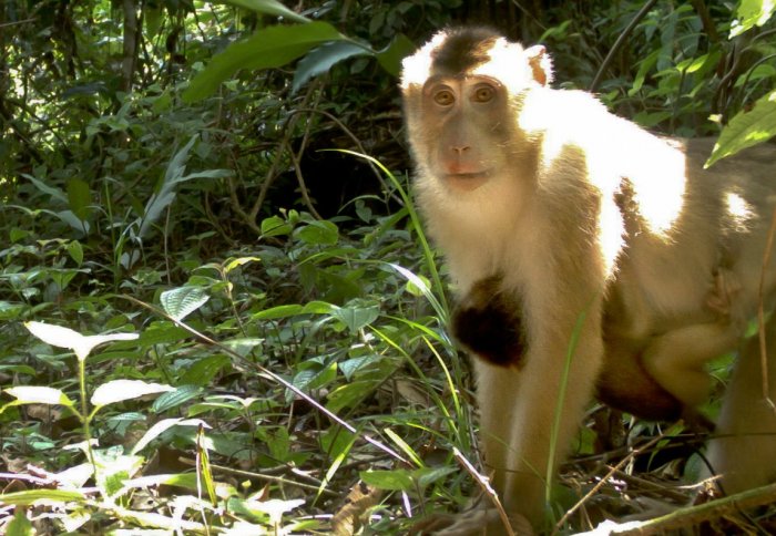 A monkey on the forest floor with a baby on her belly