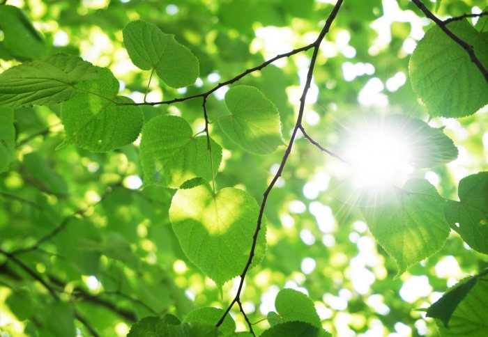 Sunlight through leaves