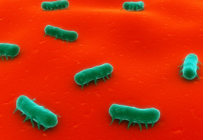 Salmonella bacteria