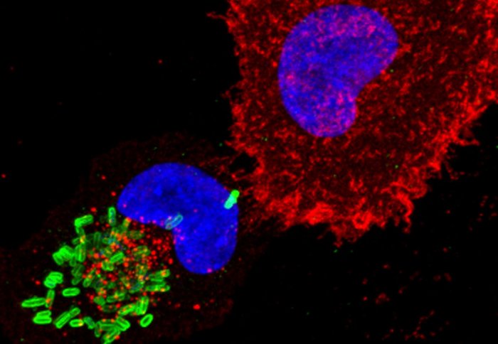 A microscope image showing two human cells in red, with the cell nuclei in blue. The cell on the left has been infected with salmonella (green)