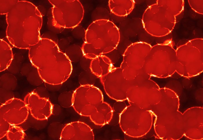 Red blood cells