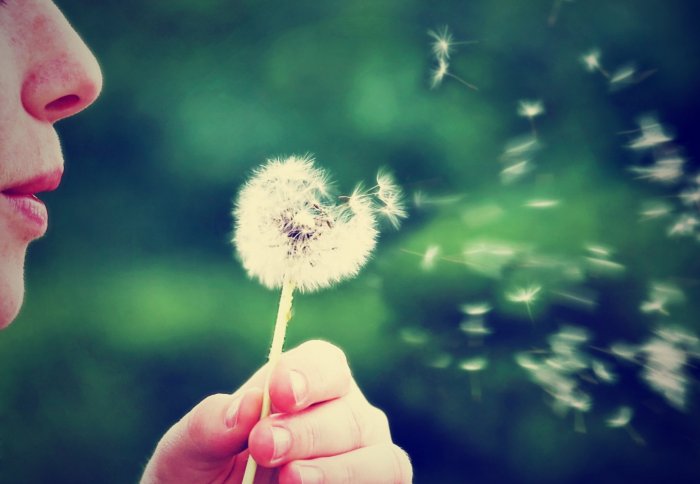 A woman blows dandelion seeds into the air