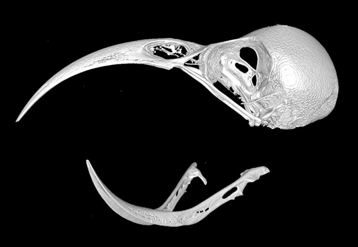 White 3D reconstruction of a bird skull with a long, thin hooked beak